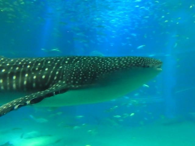 マンタ ＊ エイ ＊ ジンベエザメ 海遊館 若かっ 水族館 好きに！